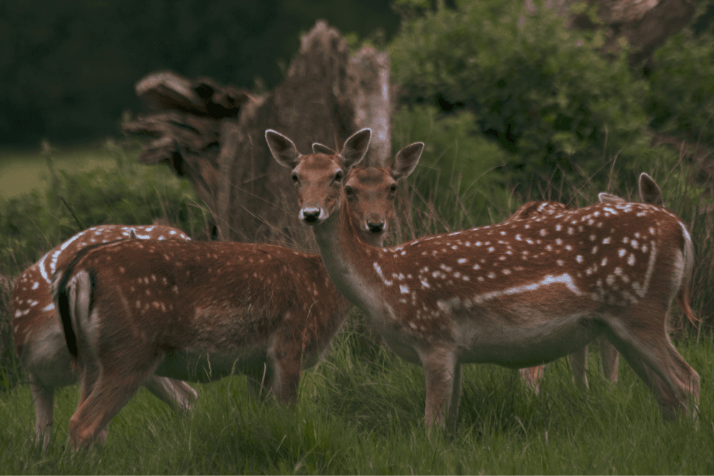 Deers in Richmond Park